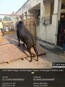 आवारा मवेशियों की धरपकड़ कर प्राप्त जनशिकायत का किया त्वरित निदान