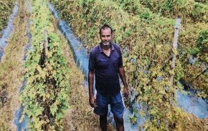  राष्ट्रीय बागवानी मिशन ने बदली कृषक दशरथ पटेल की आर्थिक तस्वीर  