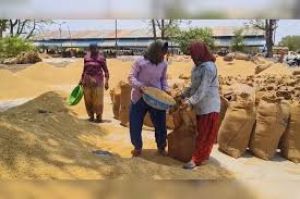 रायपुर जिले में खरीफ विपणन वर्ष 2025-26 के तहत धान खरीदी व उठाव सतत जारी