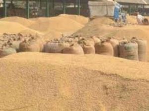  राजनांदगांव जिले में धान की खरीदी अभियान से किसानों में हर्ष व्याप्त