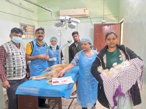 जिले में पशु जन्म नियंत्रण कार्यक्रम का प्रभावी क्रियान्वयन