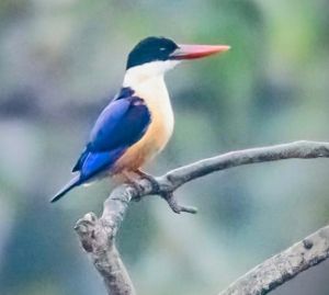  बारनवापारा अभयारण्य में मिला दुर्लभ ब्लैक-कैप्ड किंगफिशर