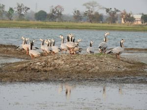 कोपरा जलाशय में मछली मारने पर लगा प्रतिबंध