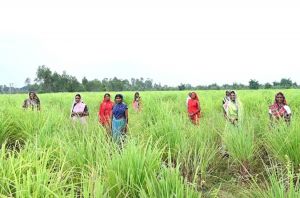   लेमनग्रास की खेती- किसानों के लिए कमाई का उत्तम विकल्प