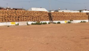  धान उपार्जन केन्द्र टेकारी में 60 हजार कट्टा धान जाम , खरीदी हेतु जगह की किल्लत 