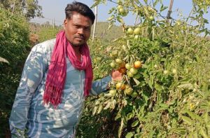 टमाटर की बेहतरीन फसल होने से किसान त्रवेंद्र साहू की बदली किस्मत