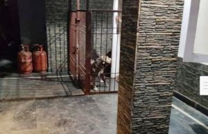  अनुपम नगर निवासी अक्षत राव को प्रतिबंधित पिटबुल कुत्तें को तत्काल हटाने के निर्देश