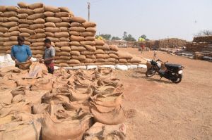 जिले के उपार्जन केन्द्रों में अब तक 5,10,341.72 मे. टन धान खरीदी गई