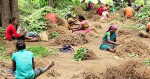   लेमनग्रास की खेती से आत्मनिर्भर बन रही महिलाएँ