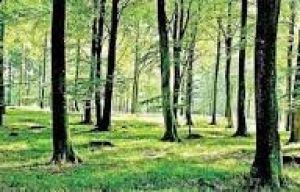  वन परिक्षेत्र अधिकारी से आहरण-संवितरण अधिकार छीना