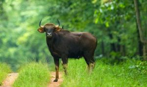  बारनवापारा अभयारण्य : जहां हर कदम पर है प्रकृति का रोमांच