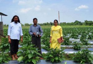  ग्राफ्टेड बैगन से 16 लाख रूपए की आमदनी