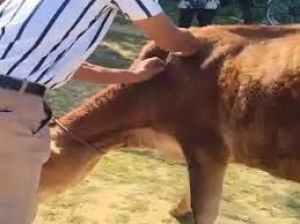  NADCP अंतर्गत एफएमडी टीकाकरण अभियान