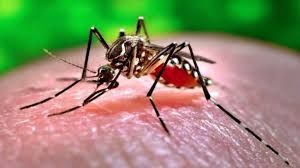 ​डेंगू और मलेरिया के विरुद्ध नगर निगम का महा-अभियान