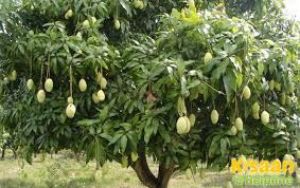  15 मार्च को होगी आम फलों की नीलामी 