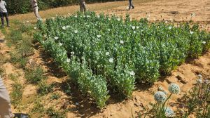 रायगढ़ में अफीम की अवैध खेती का खुलासा, राज्य में 18 दिनों में यह पांचवा मामला