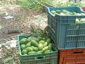 जिले के 05 शासकीय उद्यान रोपणियों में आम फलबहार की नीलामी हेतु समिति गठित