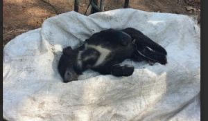 कोरबा में बिजली का झटका लगने से मादा भालू और उसके दो शावकों की मौत