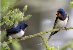   खैरागढ़ के ईको कैंप छिंदारी में &lsquo;बर्डवॉक&rsquo; बना आकर्षण का केंद्र