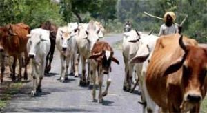  भीषण गर्मी में पशुओं की देखभाल को लेकर पशुपालकों के लिए एडवाइजरी जारी