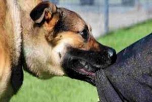  तखतपुर में डॉग बाइट के 17 मरीजों का सफल उपचार, सभी की हालत सामान्य