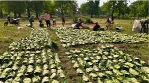 मई के पहले सप्ताह से शुरू होगा तेंदुपत्ता संग्रहण का कार्य