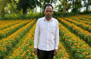 फूलों की खेती से  ईश्वरचरण पैकरा की किस्मत  चमकी