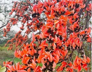 पलाश फूल से बढ़ती आजीविका और समृद्धि