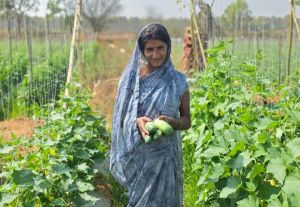  बिहान से बदली तस्वीर : खेती, उद्यम और स्वरोजगार से महिलाएं बन रहीं आत्मनिर्भर