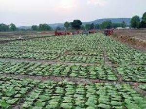  तेंदूपत्ता संग्रहण वर्ष 2026 में 91 हजार 300 मानक बोरा का संग्रहण लक्ष्य