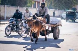  भीषण गर्मी के चलते दोपहर में पशु-चालित वाहनों पर लगा प्रतिबंध