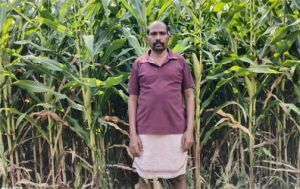  ग्रीष्मकालीन धान के स्थान पर दलहन और मक्का को अपना रहे सरगुजा के किसान