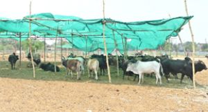 गौठान में पशुओ को गर्मी से राहत दिलाने ग्रीन नेट की व्यवस्था गौठान में पशुओ को गर्मी से राहत दिलाने ग्रीन नेट की व्यवस्था