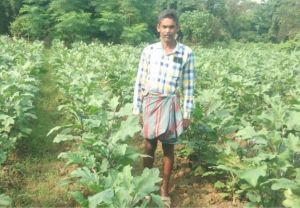  ग्राफ्टेड बैगन की खेती से लाखों की आय अर्जित कर रहे कृषक नवीन