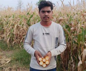  धान के बदले मक्का की खेती बनी फायदे का सौदा