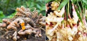  मसाला क्षेत्र विस्तार अंतर्गत किसानों को हल्दी एवं अदरक की खेती पर मिलेगी सब्सिडी