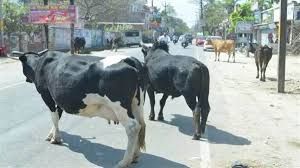 सड़कों पर मवेशी छोड़ने पर स्थायी रूप से जब्त करने की होगी कार्रवाई