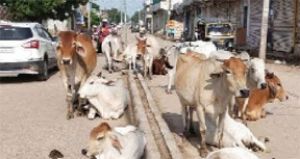  सड़कों पर छोड़े गए मवेशियों पर होगी स्थायी कार्रवाई