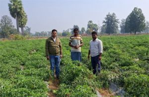  शेडनेट हाउस ने बदली किसान की तकदीर