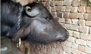 मानसून में बढ़ा गलघोंटू बीमारी का खतरा, पशुपालकों से समय पर टीकाकरण कराने की अपील