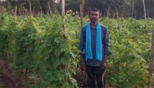  करेला एवं उद्यानिकी फसलों की उन्नत खेती से ओमनारायण ध्रुव प्राप्त कर रहे बेहतर आय