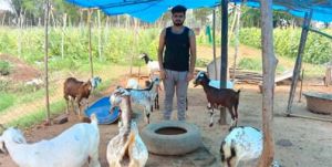 बकरी पालन बना समृद्धि का सहारा, निखिल की मेहनत और शासन की योजना लाई रंग बकरी पालन बना समृद्धि का सहारा, निखिल की मेहनत और शासन की योजना लाई रंग
