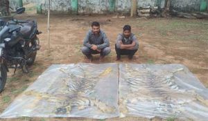 वन विभाग की बड़ी कार्रवाई : दो बाघ की खाल के साथ दो तस्कर गिरफ्तार वन विभाग की बड़ी कार्रवाई : दो बाघ की खाल के साथ दो तस्कर गिरफ्तार