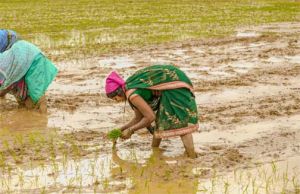 झमाझम बारिश से दूर हुई किसानों की चिंता झमाझम बारिश से दूर हुई किसानों की चिंता