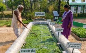 हरी खाद से कम होगी लागत और बढ़ेगी पैदावार हरी खाद से कम होगी लागत और बढ़ेगी पैदावार