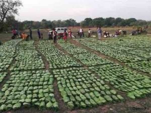 सरगुजा के 16,981 तेन्दूपत्ता संग्राहकों को मिलेगा 2.30 करोड़ रुपये से अधिक का प्रोत्साहन पारिश्रमिक