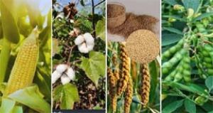  कृषि विभाग की सलाह, धान के साथ दलहन-तिलहन का बढ़ाएं रकबा
