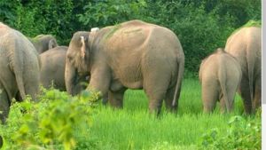  जशपुर के चार वन परिक्षेत्रों में 32 हाथियों का विचरण, वन विभाग अलर्ट