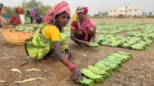  महासमुंद जिले के 76,650 तेंदूपत्ता संग्राहक परिवारों को 12.40 करोड़ का बोनस राशि सीधे खाते में मिलेगी