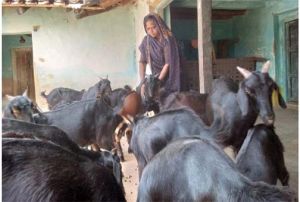  बिहान ने बदली मीरा सिंह की तकदीर, बकरी पालन से बनीं आत्मनिर्भरता